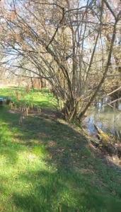 um grupo de patos na grama ao lado de uma árvore em COUL'Ô'BERGE em Coulanges-lès-Nevers