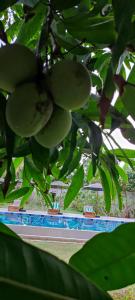 Zahrada ubytování Mango Tree Villa Bentota