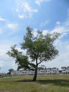 een boom in een veld voor een gebouw bij Suri Kayangan in Arau