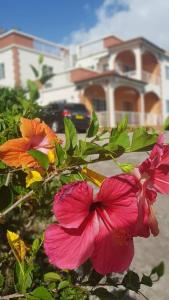 a group of flowers in front of a house at St. George's Holiday Studio Vacation of a lifetime in Fontenoy