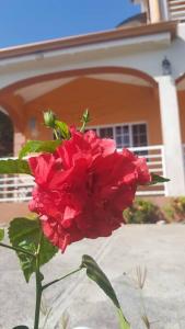 uma rosa vermelha sentada em frente a uma casa em St. George's Holiday Studio Vacation of a lifetime em Fontenoy