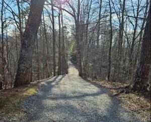 a road in the woods with trees on both sides at Endless Mountain Dreams in Gatlinburg