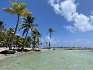 a beach with palm trees and the ocean at Ti Kaz'ETA in Sainte-Anne