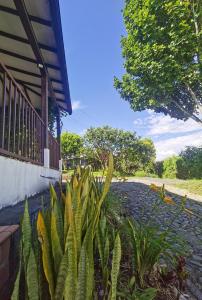 una planta frente a una casa con porche en VILLA ALEJANDRA - Hermosa FINCA cerca al centro - Sendero - Jacuzzi, en Popayán