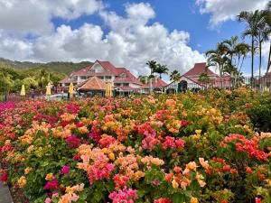 un champ de fleurs devant une maison dans l'établissement Curaçao 13 studio vue mer proche plage dans Complexe type Village Vacances, à Sainte-Luce
