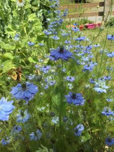 a field of blue flowers in a garden at Le cottage normand in Saint-James