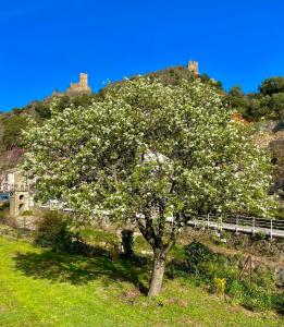 un árbol en un campo con un castillo en el fondo en 4 star CABARET Lastours 4 Châteaux amazing Cathar landmark Private luxury 4 Star air conditioned Terrasse with views, en Lastours