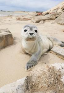 un phoque posé sur le sable de la plage dans l'établissement Cozy d'Opale Charmant T1 BORD DE MER Cour Privée et Clôt WIFI 3 pers animaux acceptés GRATUIT, à Berck-sur-Mer