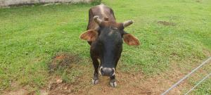 a brown cow standing in a field of grass at Sítio dos Rodrigues in Lindóia