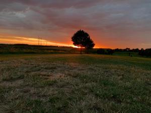 a tree in a field with the sunset in the background at Sonniges Jura Loft im Golf Paradies Hilzhofen in Pilsach