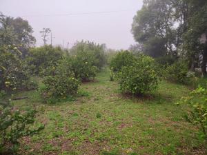 a row of apple trees in an apple orchard at Casa galería de arte in Quito