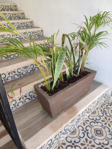 a couple of plants sitting on the stairs at Hotel Casa Henequén in Valladolid
