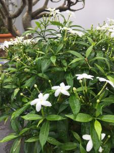 波來古的住宿－Homestay 484，植物上一束白色的花