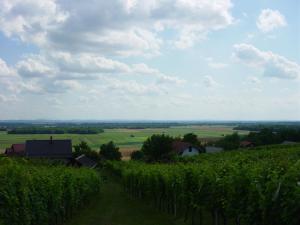 - une vue sur une ferme plantée de vignes dans l'établissement Vinska klet Seršen, à Dobrovnik