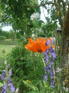 Garður fyrir utan les coquelicots
