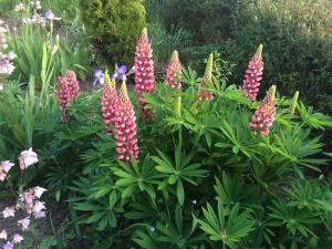 Garður fyrir utan les coquelicots