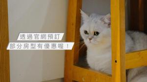 a white cat is sitting on a shelf at 有客民宿 l 寵物友善 Yokr BnB in Hualien City