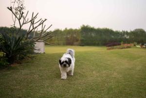 Foto dalla galleria di Luxury Farmhouse Stay, Pure Vegetarian- Santushti Farm, NCR a Tibri
