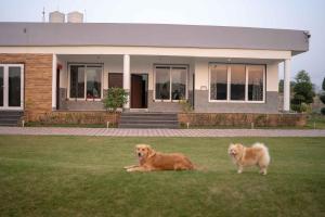 Foto dalla galleria di Luxury Farmhouse Stay, Pure Vegetarian- Santushti Farm, NCR a Tibri