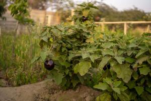 Foto dalla galleria di Luxury Farmhouse Stay, Pure Vegetarian- Santushti Farm, NCR a Tibri