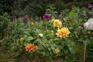 Foto dalla galleria di Luxury Farmhouse Stay, Pure Vegetarian- Santushti Farm, NCR a Tibri