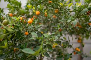 Foto dalla galleria di Luxury Farmhouse Stay, Pure Vegetarian- Santushti Farm, NCR a Tibri