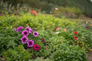 Foto dalla galleria di Luxury Farmhouse Stay, Pure Vegetarian- Santushti Farm, NCR a Tibri