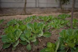 Foto dalla galleria di Luxury Farmhouse Stay, Pure Vegetarian- Santushti Farm, NCR a Tibri