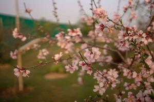 Foto dalla galleria di Luxury Farmhouse Stay, Pure Vegetarian- Santushti Farm, NCR a Tibri