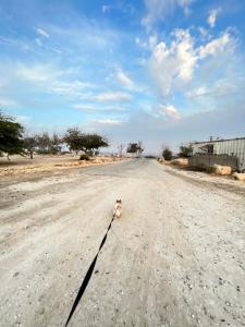 a dog laying in the middle of a dirt road at Chen in Ezuz in ‘Ezuz