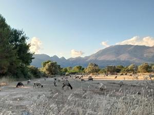 a herd of animals grazing in a field at Asteri Apartments Mytikas 2-Bedroom Seaview Courtyard in Mitika