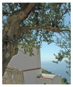 a tree next to a white wall and a building at Al Poggio Antico in Amalfi