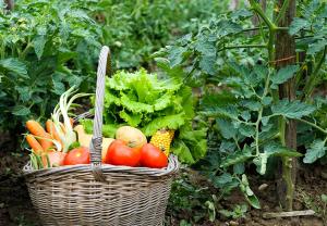 Cibo presso l'affittacamere o nelle vicinanze