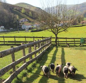 un grupo de ovejas caminando en un campo junto a una valla en location 1 semaine minimum classé 3 étoiles, en Aldudes