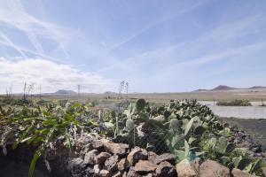 un grupo de cactus en un campo con rocas en Casa Famara, en Teguise