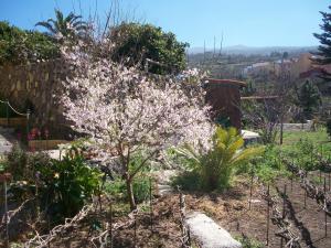 a small tree with white flowers in a garden at Villa Caya in La Orotava