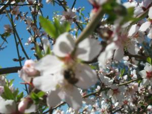 een close-up van witte bloemen op een boom bij Villa Caya in La Orotava