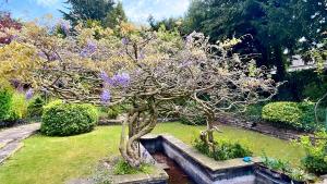 einen Baum mit lila Blumen im Garten in der Unterkunft Coppergate Mews Grimsby No.3 - 2 bed, 2 bath, ground floor apartment in Grimsby