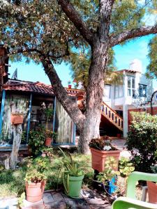 un arbre devant une maison avec des plantes en pot dans l'établissement La lagartija, à San Pablo Etla