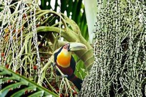 a bird is sitting on a plant at Pousada Montemar in Ilhabela