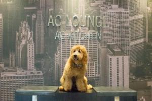 Mascotas con sus dueños en AC Hotel Chicago Downtown