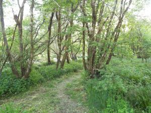 un chemin de terre à travers une forêt plantée d'arbres dans l'établissement The Singing Heart, TirNaNog Cozy Cottage near Lochgilphead !!HIDDEN GEM!!, à Lochgilphead