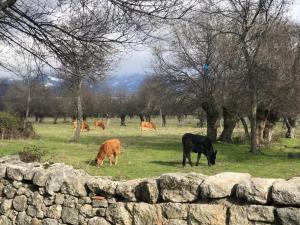 a group of cows grazing in a field behind a stone wall at Guadarrama, ático nuevo con espectaculares vistas in Guadarrama