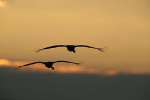 Fotografie z fotogalerie ubytování הפינה בנחל v destinaci Hagoshrim