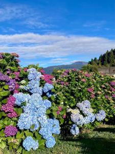 卡夫赫平原的住宿－Maison a Bourg- Murat proche de la cité du volcan，花园里的一束五颜六色的鲜花