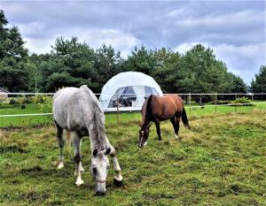 Altri animali domestici presso il campeggio di lusso o nei dintorni