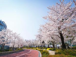 東京にあるアパホテル〈六本木駅前〉の街路の大桜並木