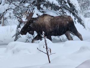 Altri animali domestici presso l'affittacamere o nei dintorni