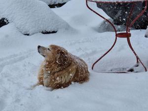 Domácí mazlíčci ubytovaní s hosty v ubytování Chalet Gotthelf Gartenstudio, Ferien mit Hund