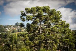 a large pine tree on a hill with a city at Hotel Vill' Agi in Campos do Jordão